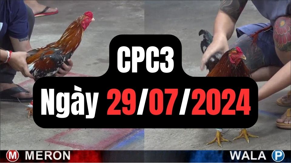 Trực tiếp đá gà thomo CPC3 ngày 29-07-2024
