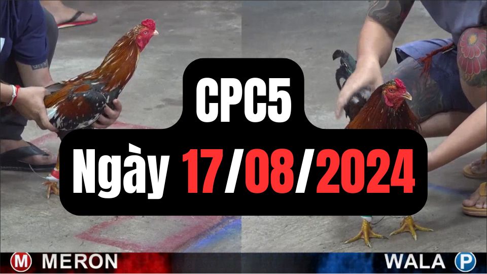 Trực tiếp đá gà thomo CPC5 ngày 17-08-2024