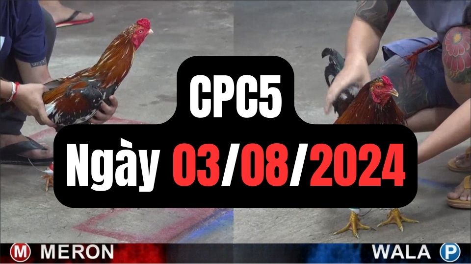 Trực tiếp đá gà thomo CPC5 ngày 03-08-2024