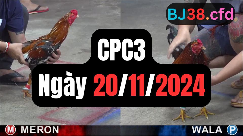Trực tiếp đá gà thomo CPC3 ngày 20-11-2024