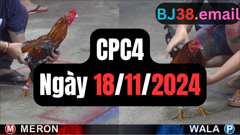 Trực tiếp đá gà thomo CPC4 ngày 18-11-2024