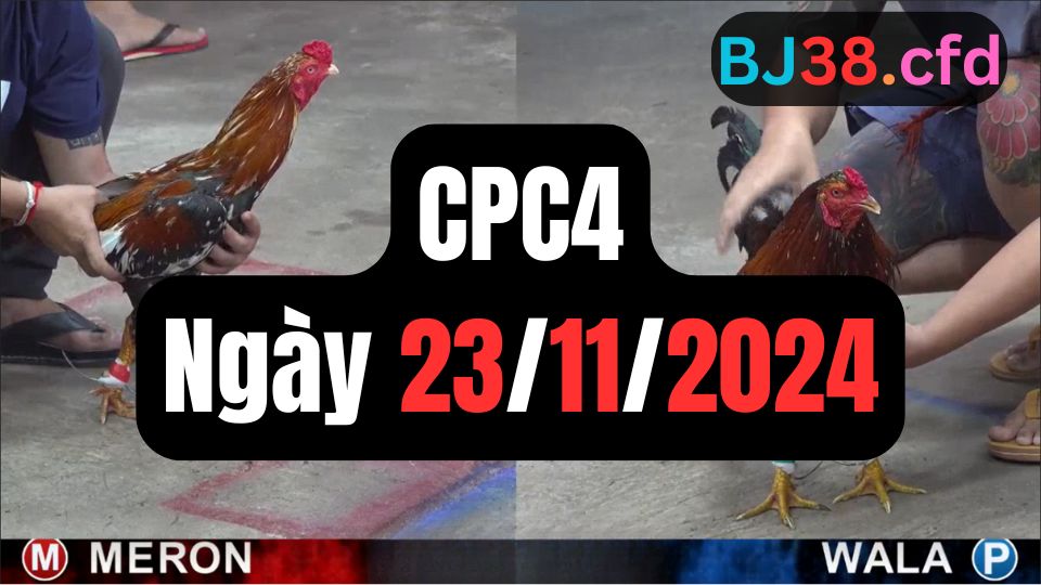 Trực tiếp đá gà thomo CPC4 ngày 23-11-2024