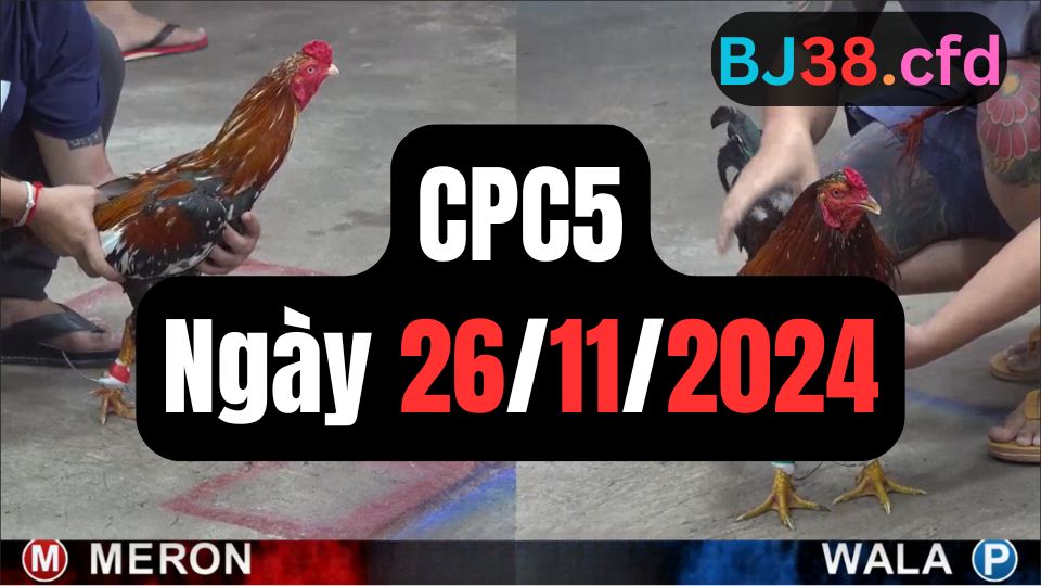 Trực tiếp đá gà thomo CPC5 ngày 26-11-2024