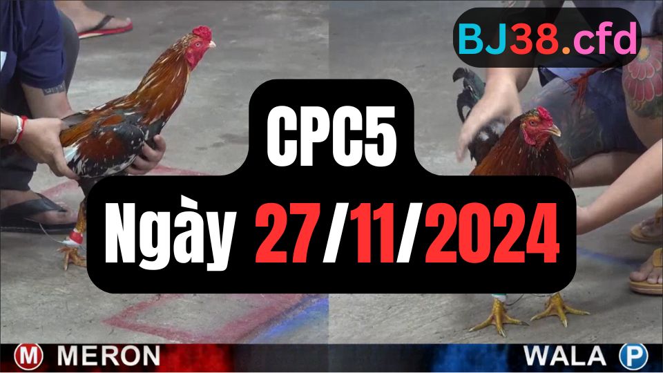 Trực tiếp đá gà thomo CPC5 ngày 27-11-2024