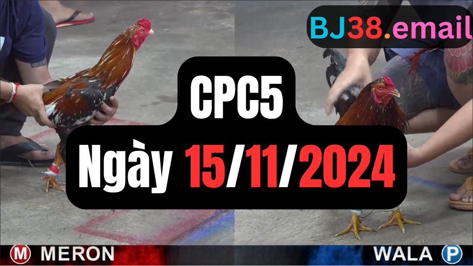 Trực tiếp đá gà thomo CPC5 ngày 15-11-2024